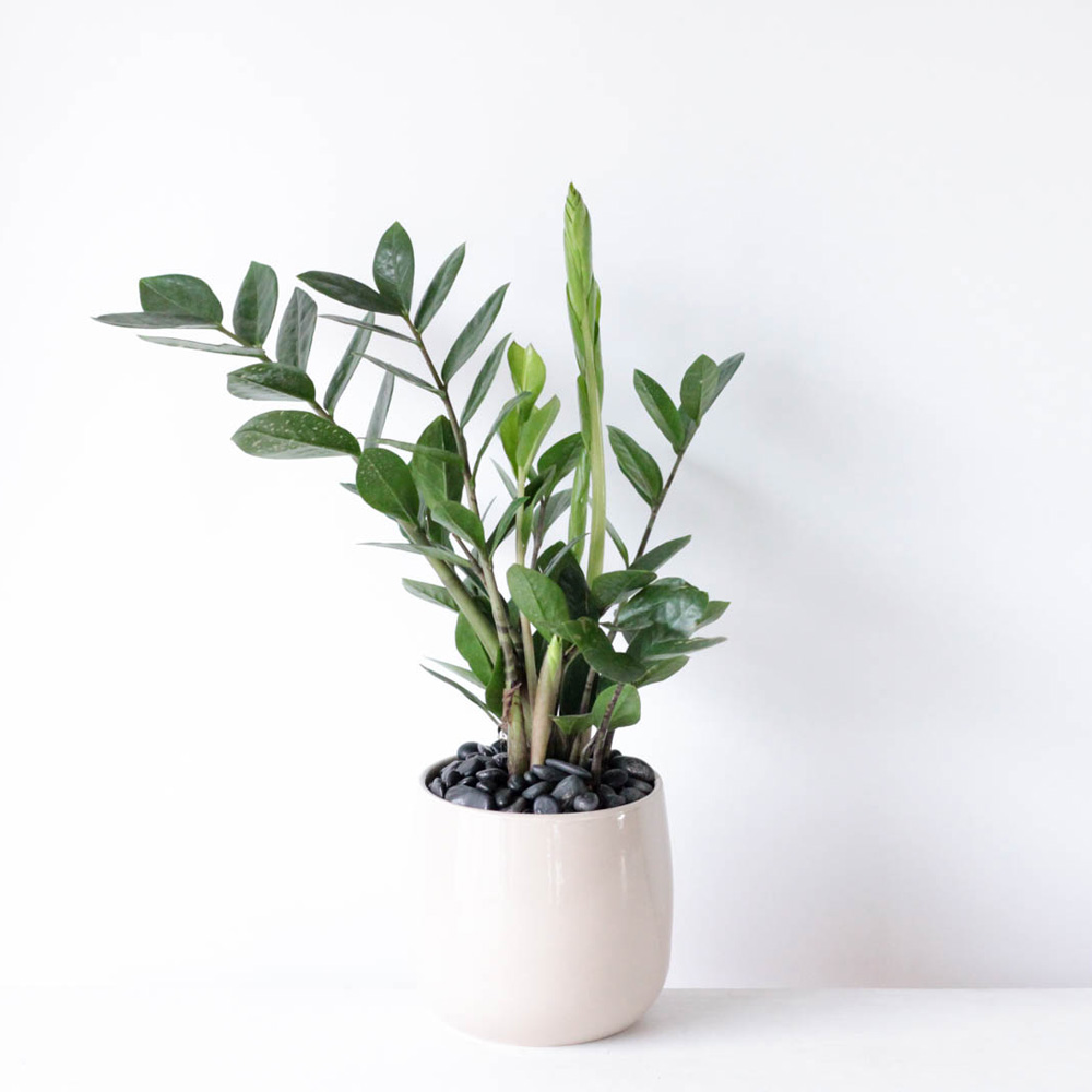 ZZ Plant - 4" Potted