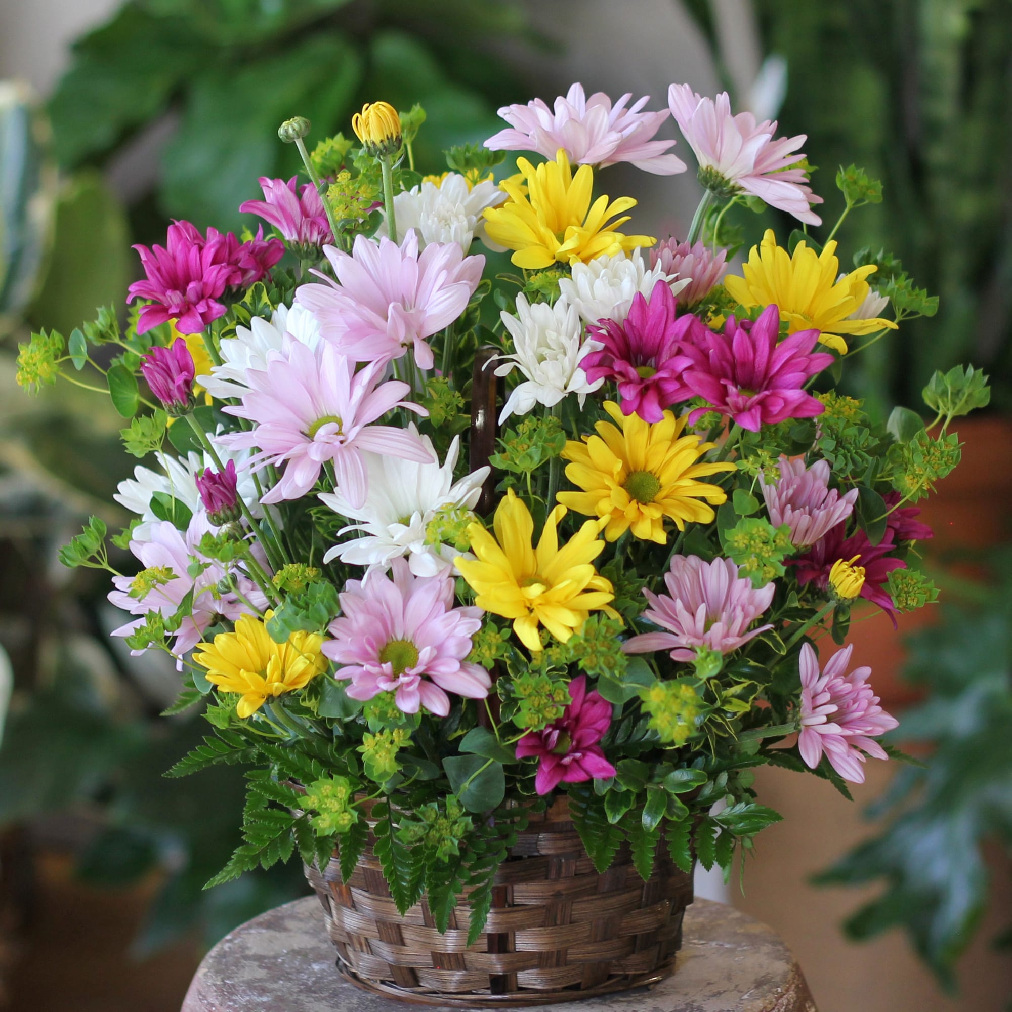 Daisy Explosion
