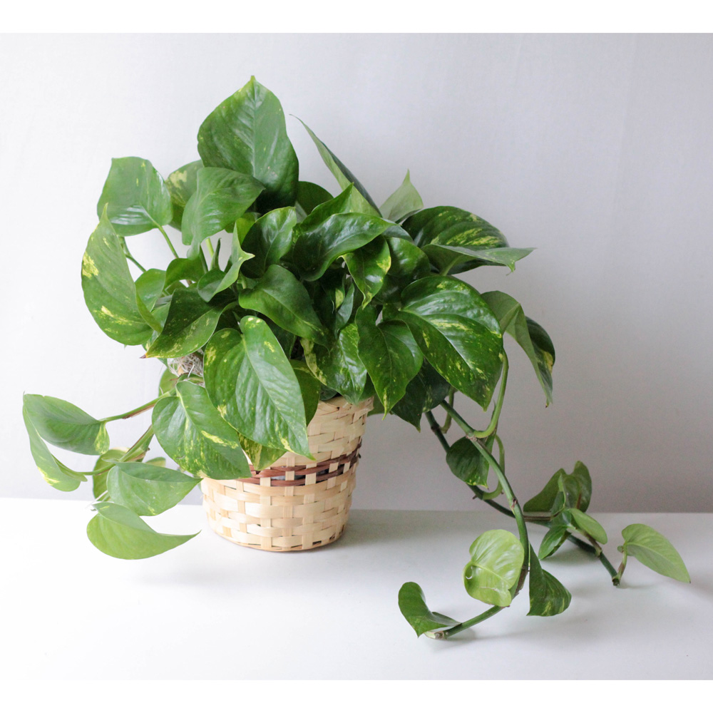 Pothos Plant