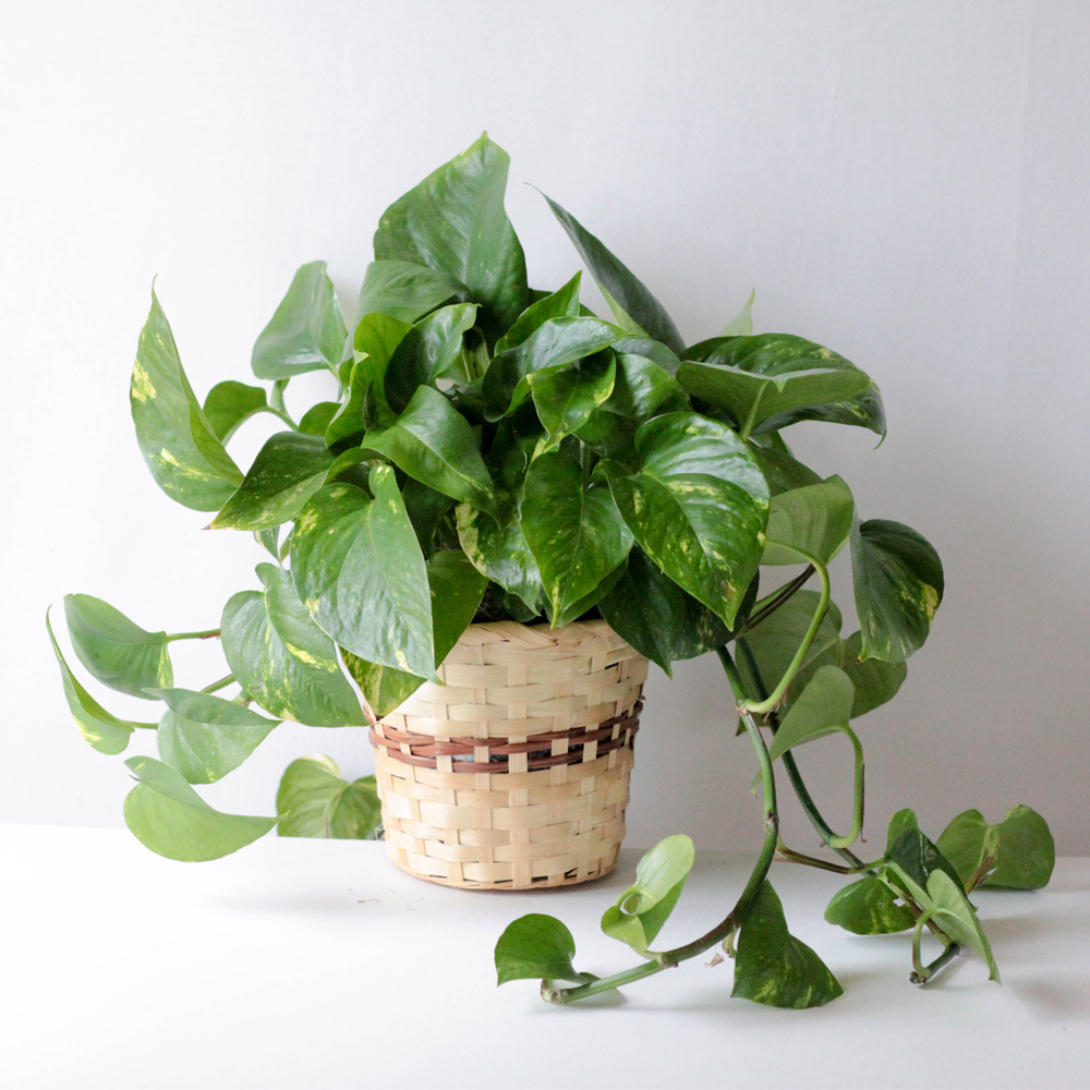 Pothos Plant