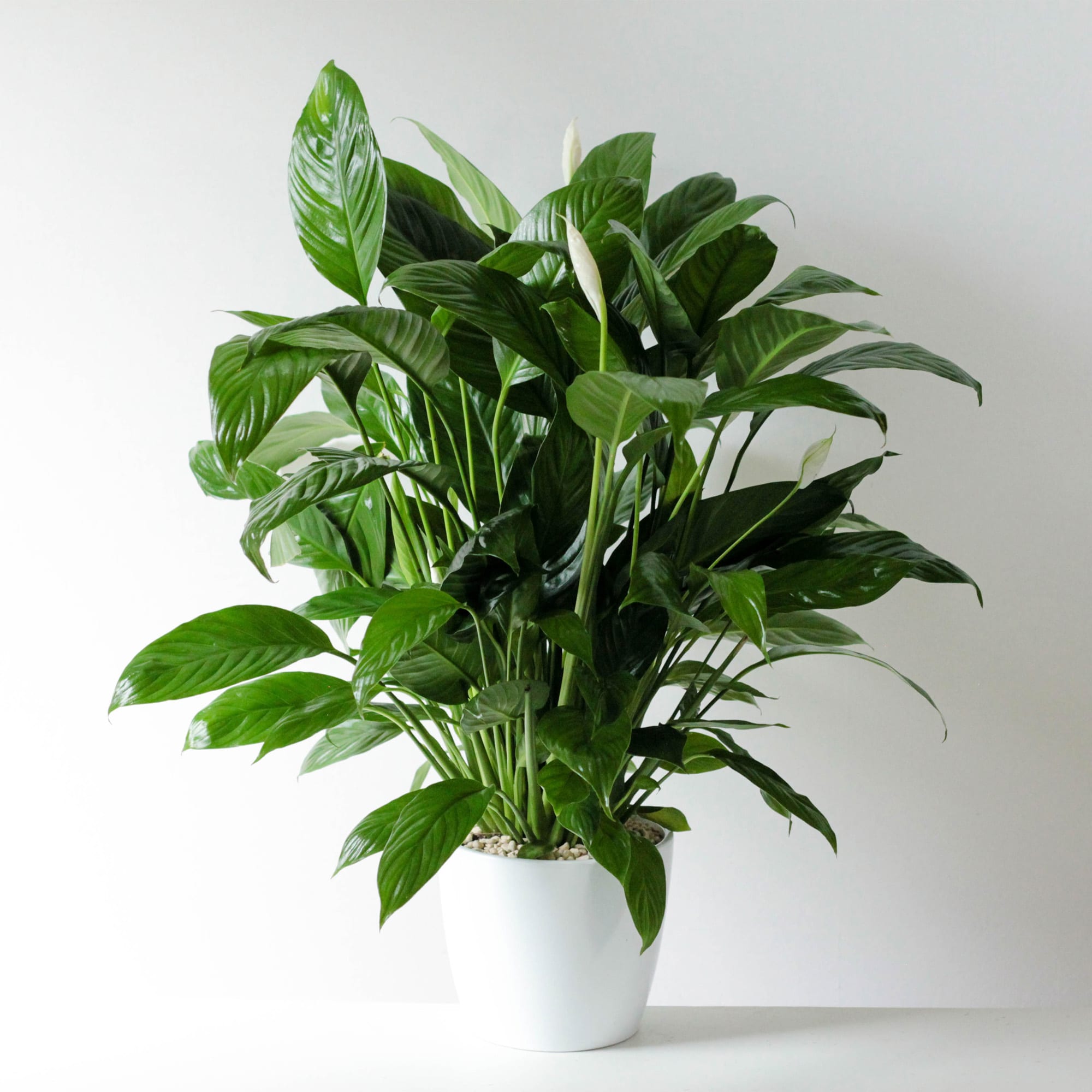 Peace Lily in White Pot- 6"