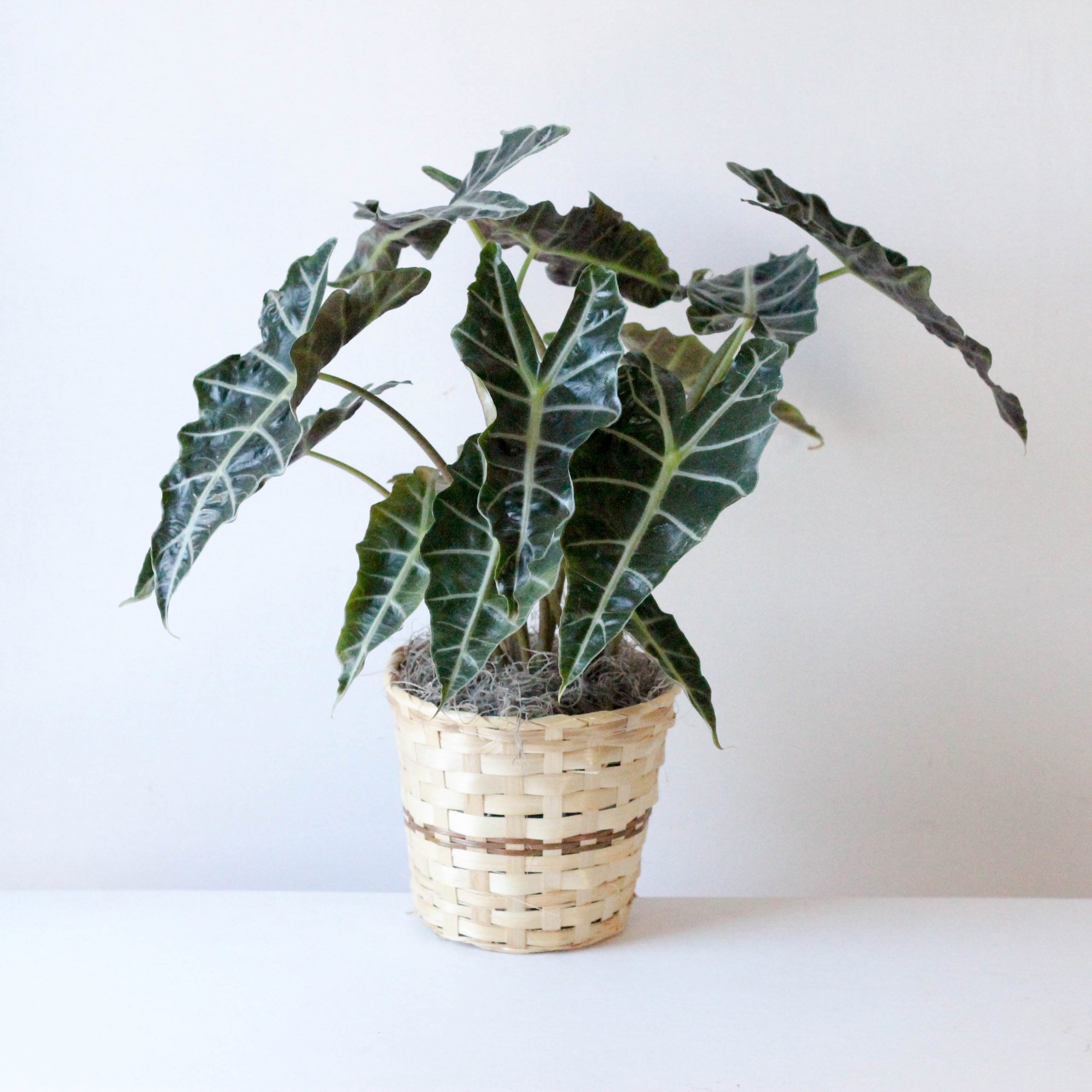 Alocasia -6" (OUT)