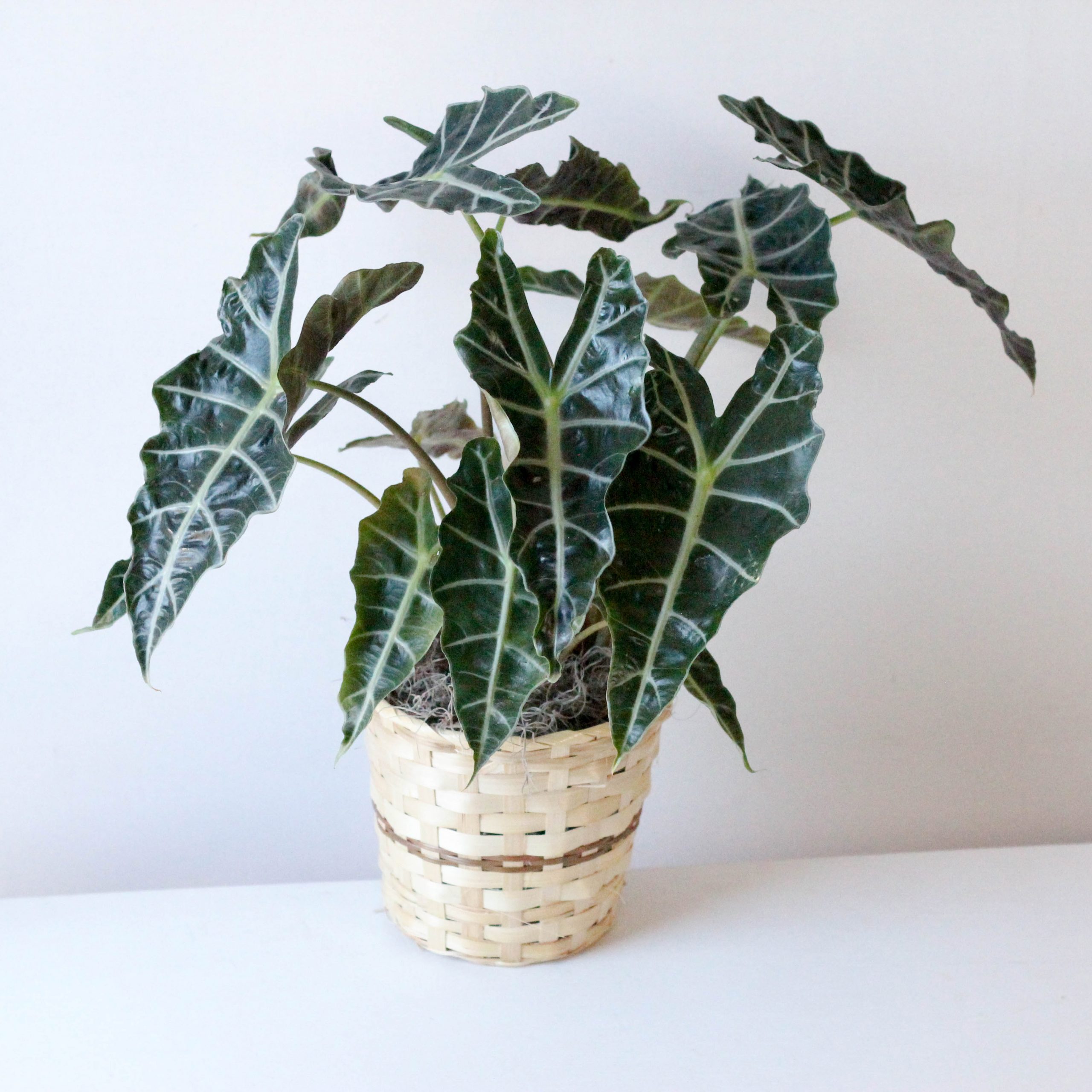Alocasia -6" (OUT) - Image 2