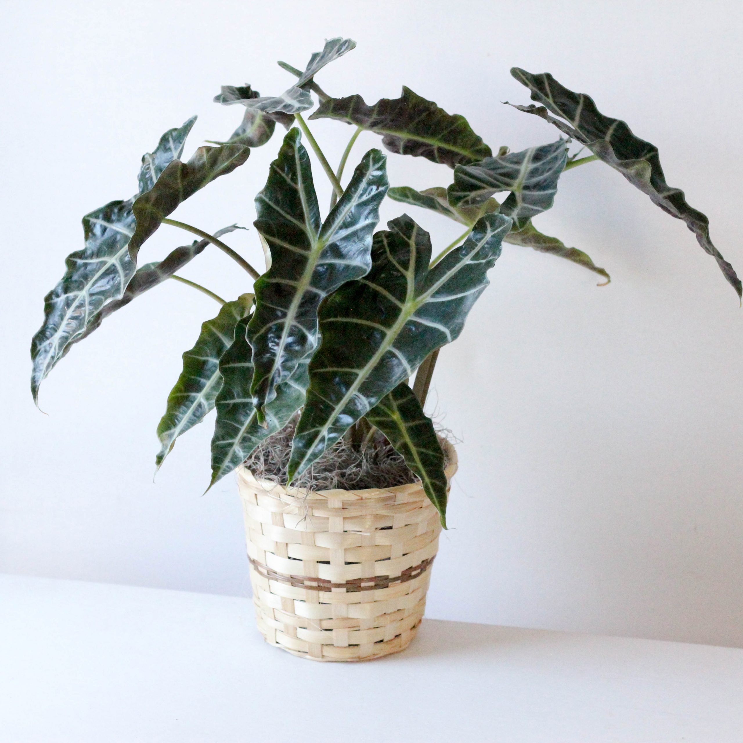 Alocasia -6" (OUT) - Image 3