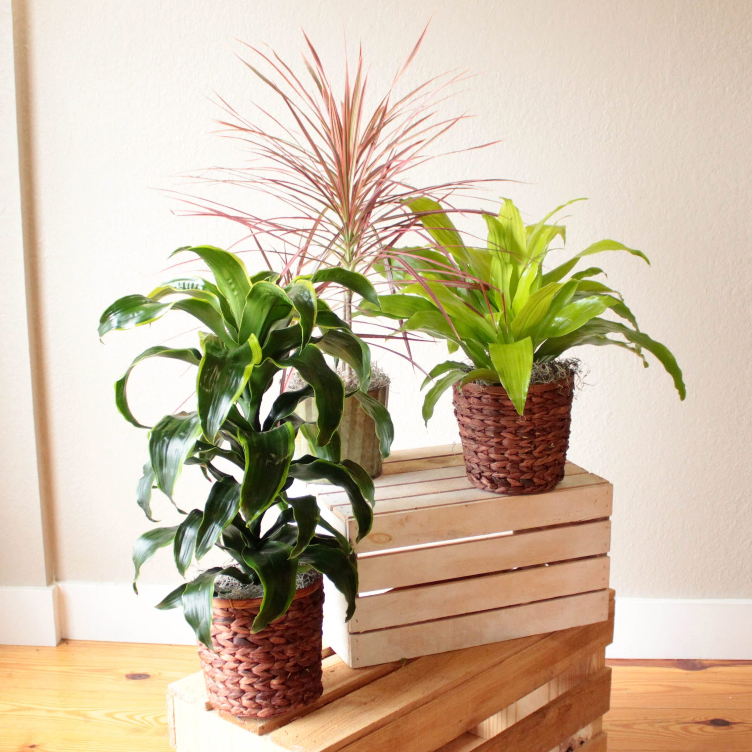 Dracaena- 6" Limelight. X1 - Image 3