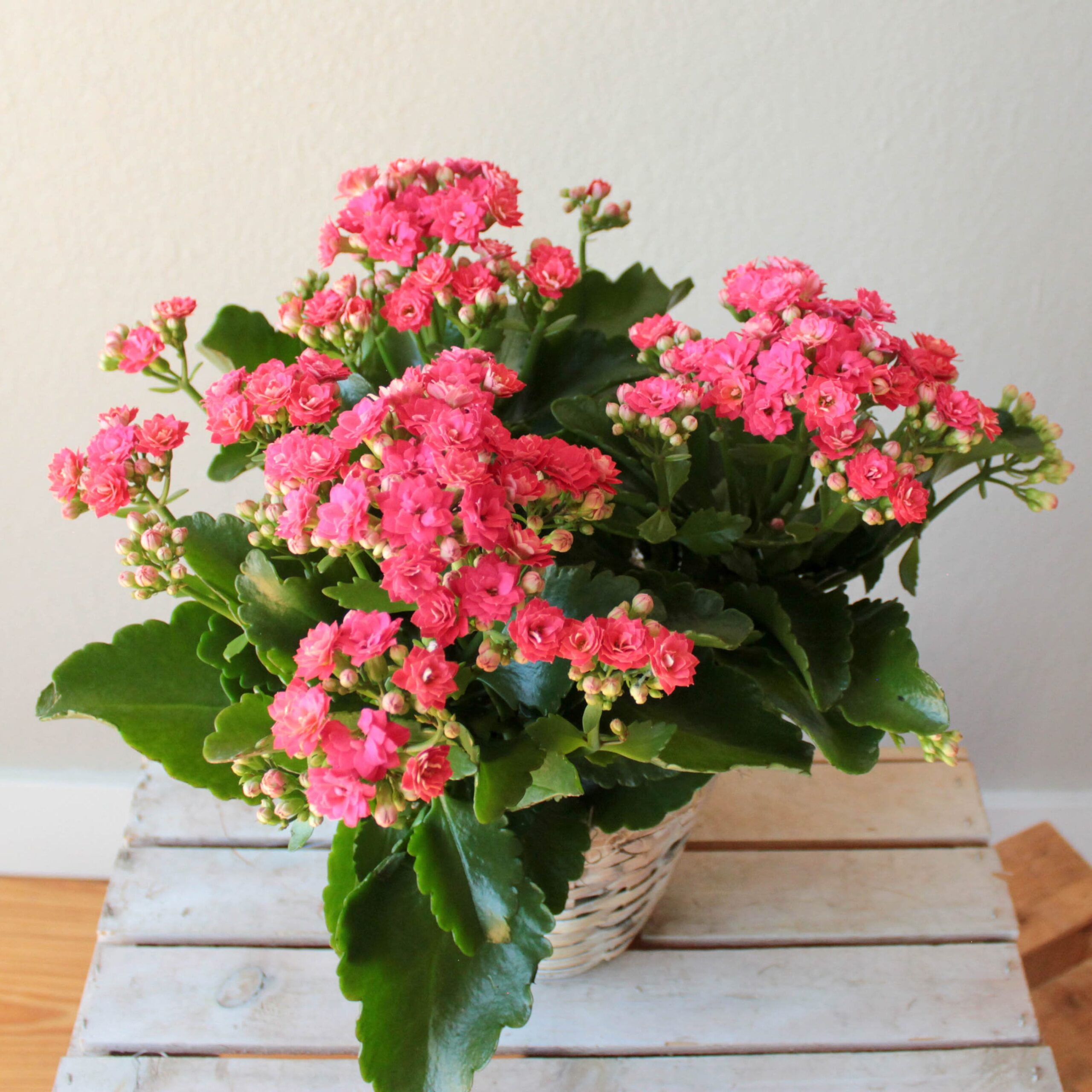 Kalanchoe X - Image 2