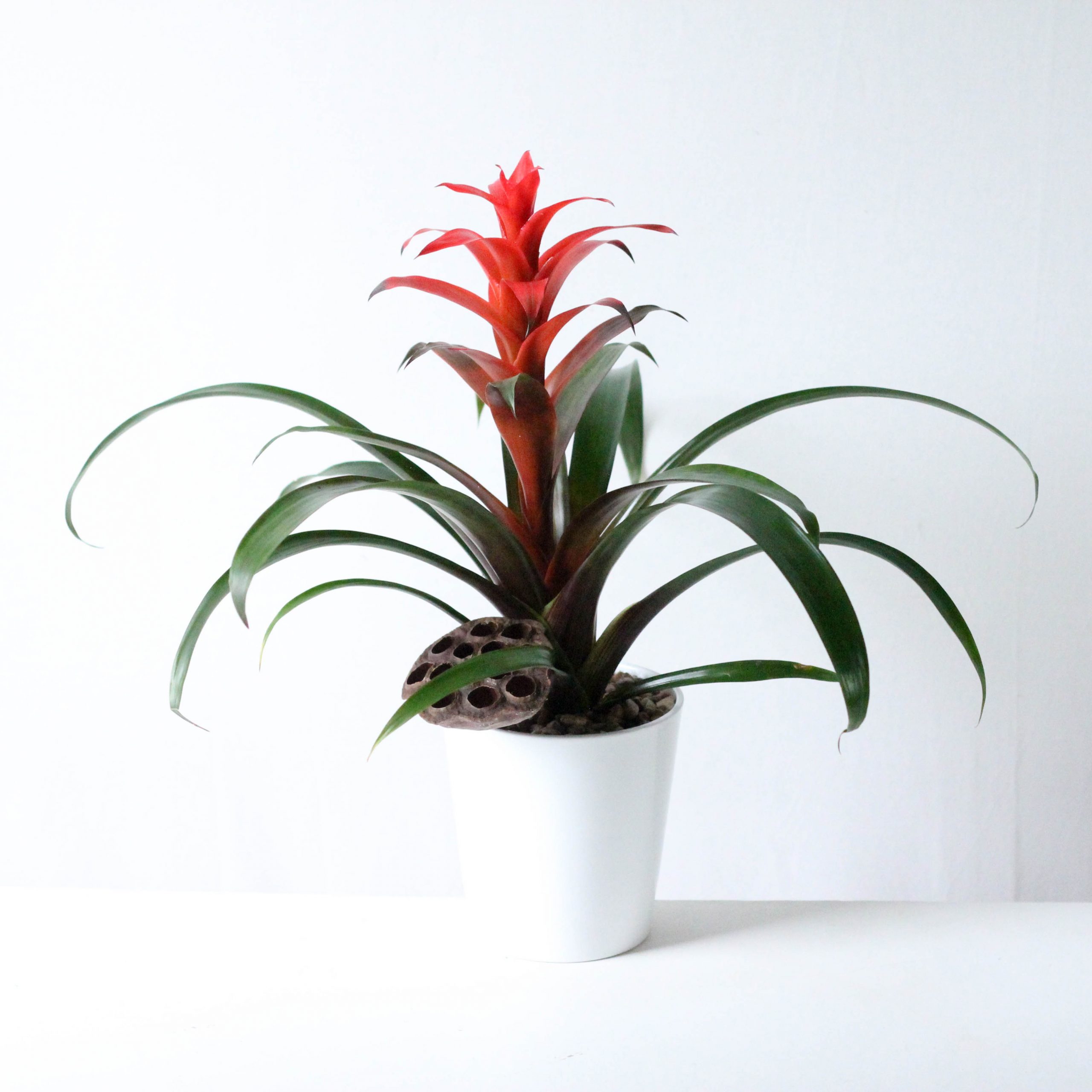 Bromeliad -4"