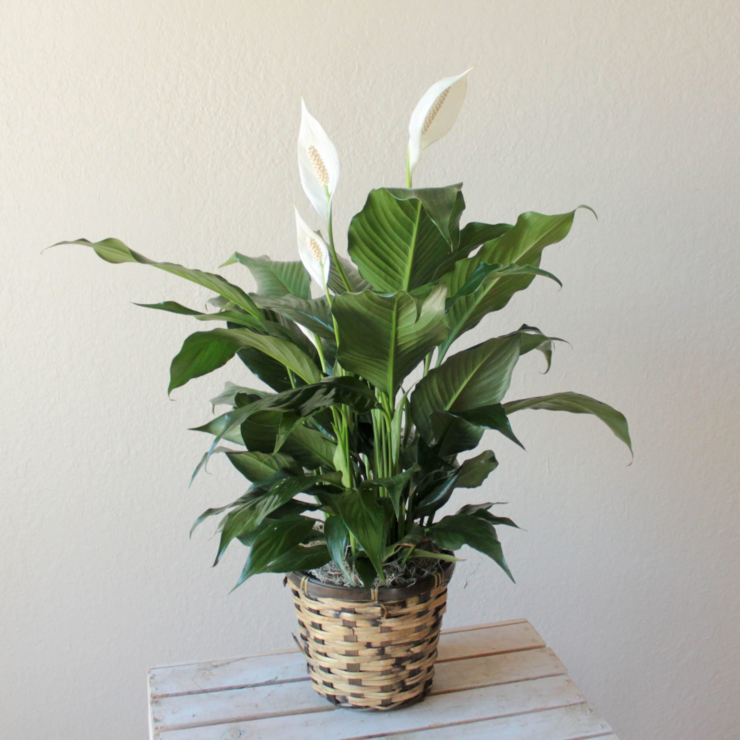 Peace Lily- 6"
