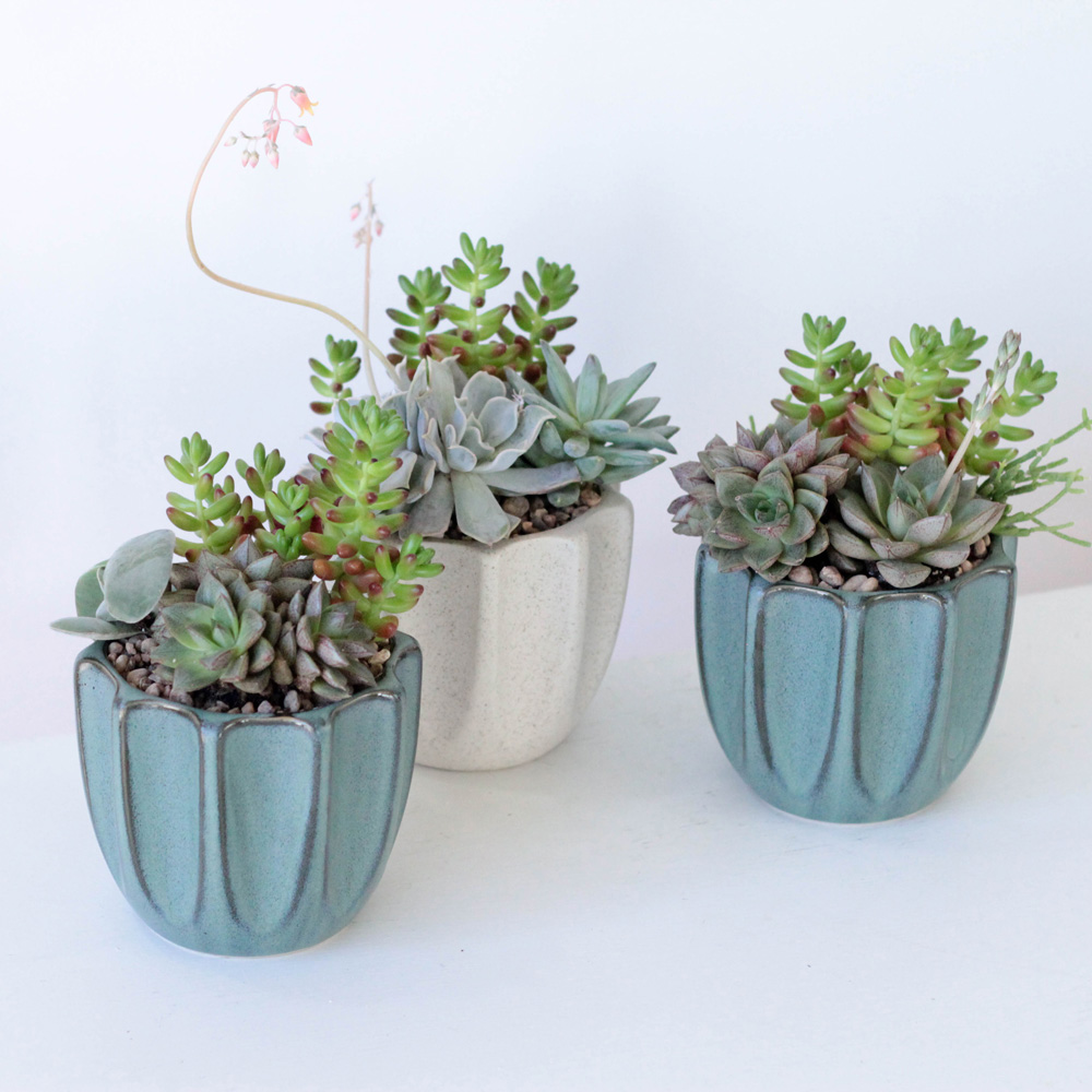 Succulent Garden