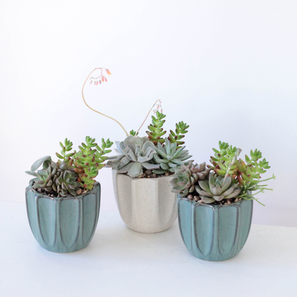 Succulent Garden