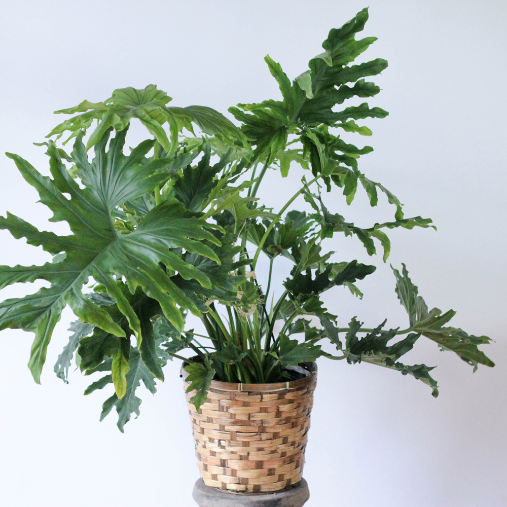 Monstera- 10"