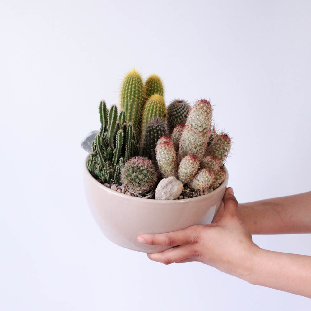 Cactus Garden Bowl