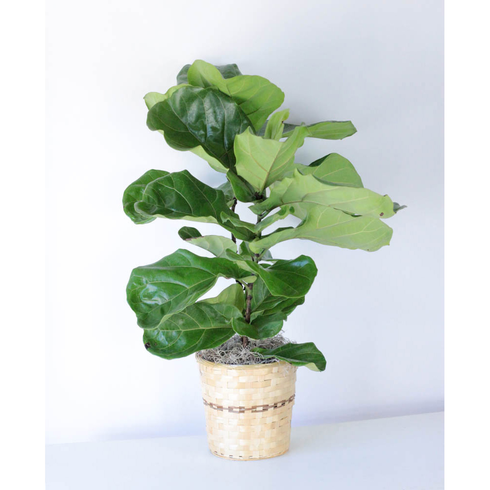 Fiddle Leaf Fig - 8" Plant