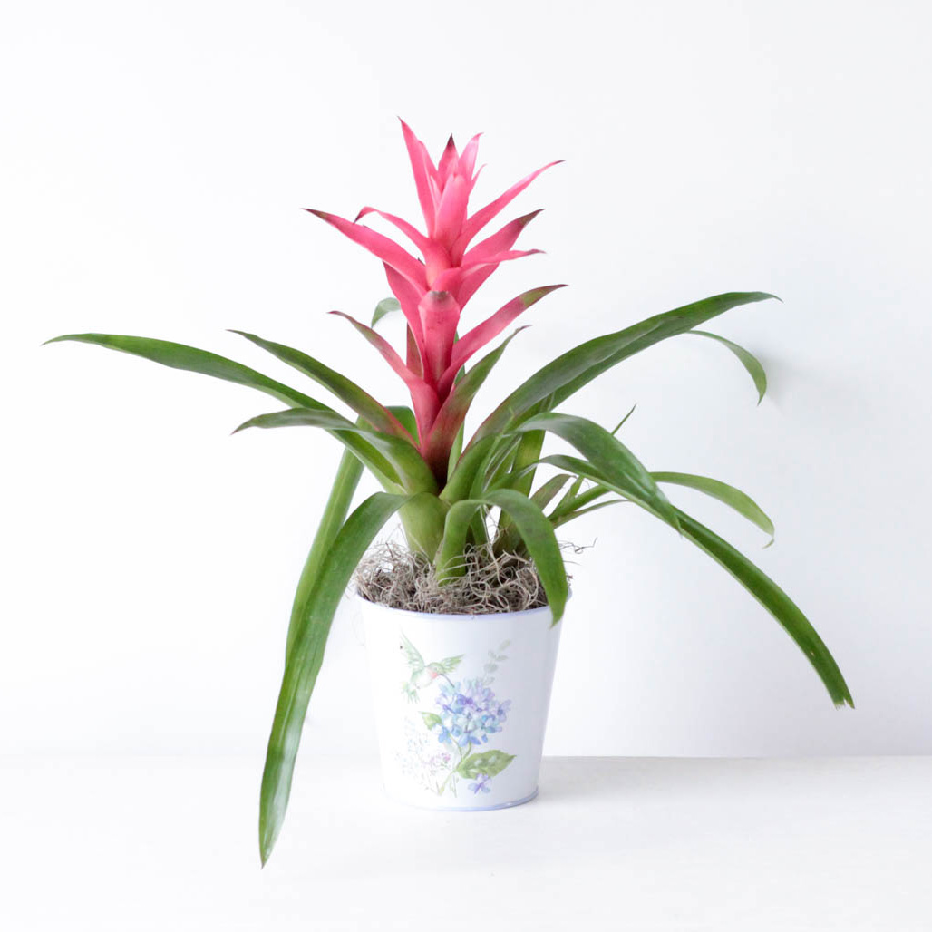 Bromeliad - 4" Hummingbird Potted Plant