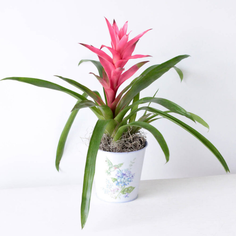 Bromeliad - 4" Hummingbird Potted Plant