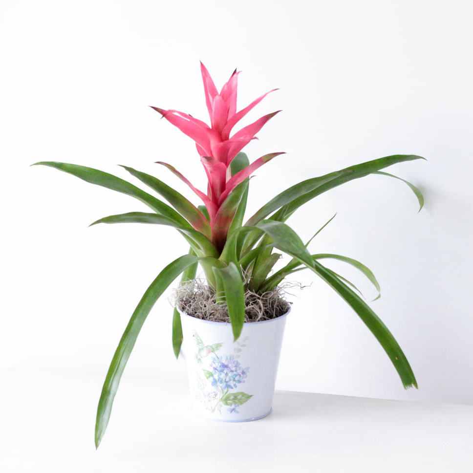 Bromeliad - 4" Hummingbird Potted Plant