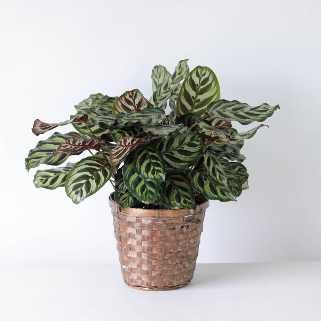 Calathea - 6" Potted Plant
