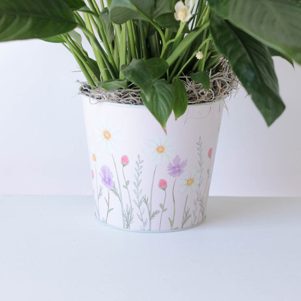 Peace Lily- Hummingbird Tin