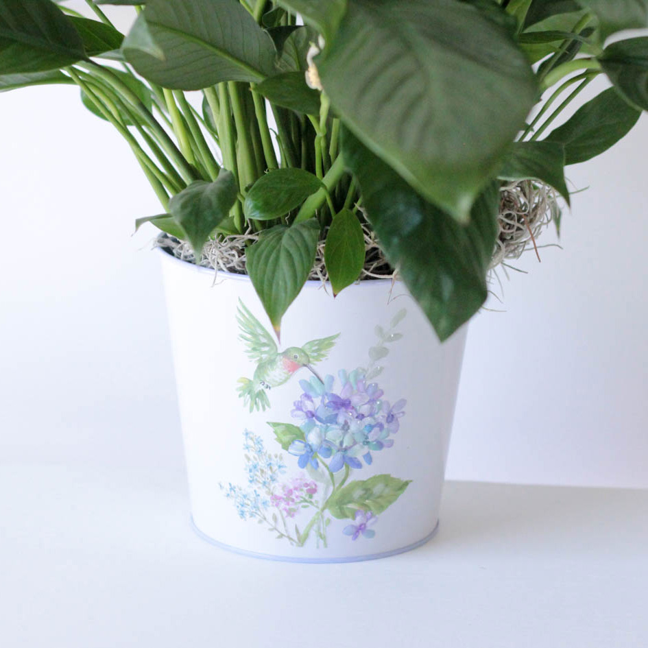 Peace Lily- Hummingbird Tin